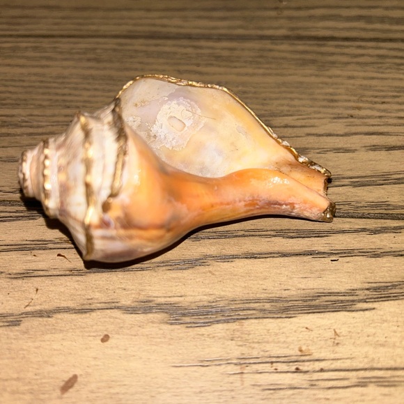 Shell Decor - Picture 6 of 7